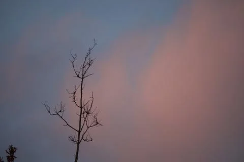 Cotton candy sky with tree Stock Photos