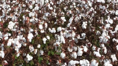 Cotton up close Stock Footage 291004663