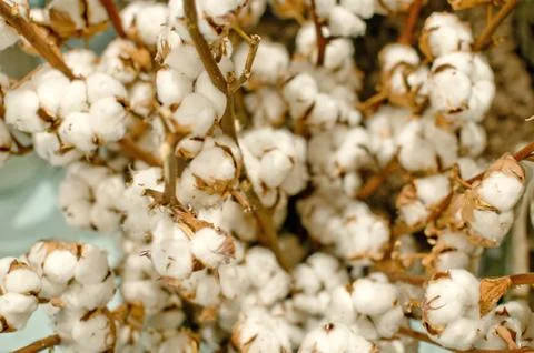 Cotton close up view Stock Photos