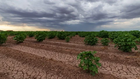 Cotton Clouds Stock Footage 219715090
