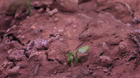 Cotton comes up, grows, then second plant comes up, 4K. Video stock 165447935