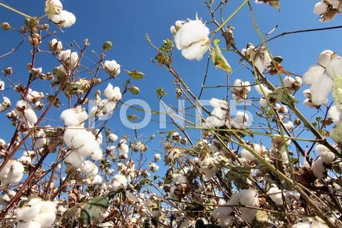 Cotton Crop Blue Sky Stock Photos