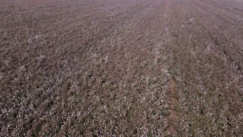 Cotton crop landscape, ripe cotton bolls on branch Stock Footage 142961053