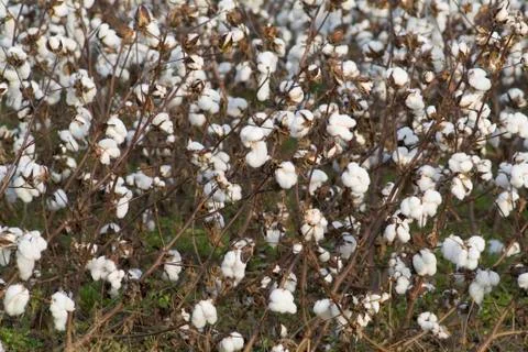 Cotton crop Stock Photos