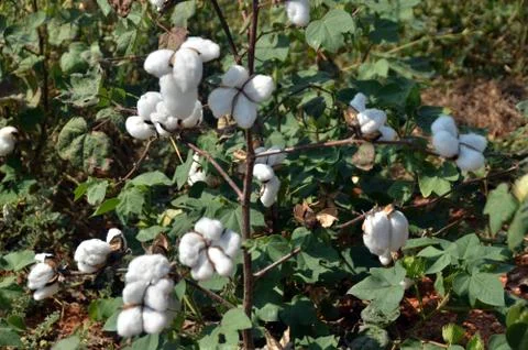 Cotton crop Photos