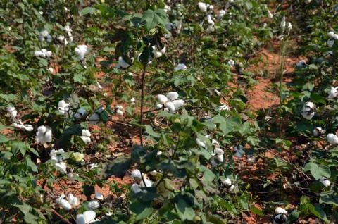Cotton crop Photos