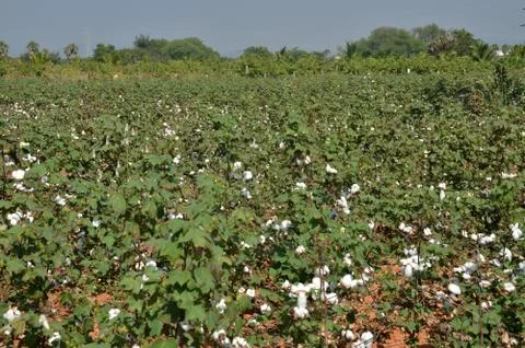 Cotton crop Photos