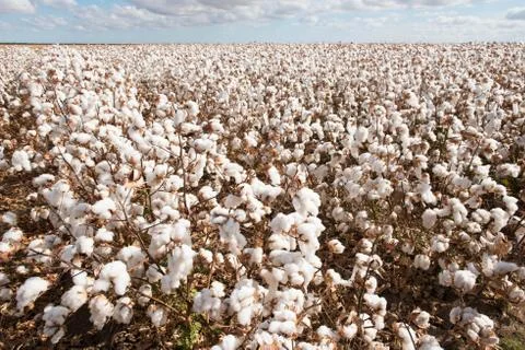 Cotton Crop Stock Photos