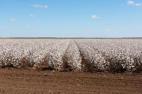 Cotton Crop Stock Photos