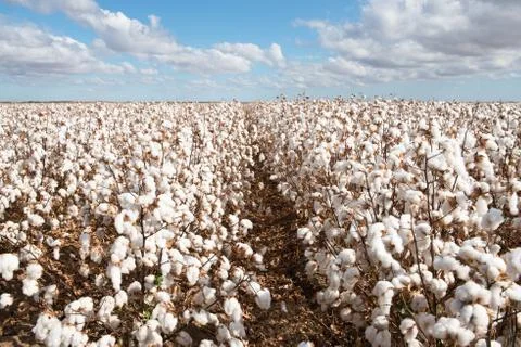 Cotton Crop Foto stock