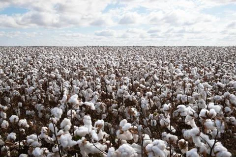 Cotton Crop Stock Photos