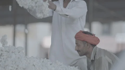 Cotton Crop Sorting Video stock 112395590