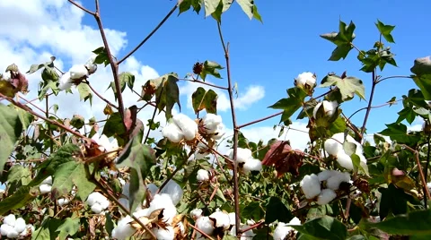Cotton crops ready for pickup Stock Footage 49319408