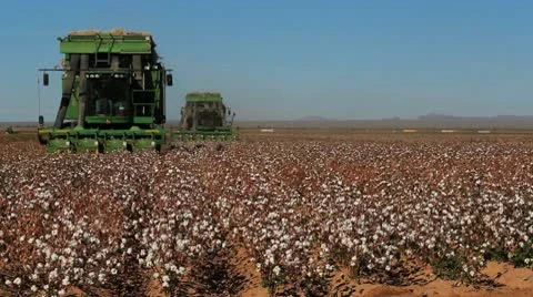 Cotton Drive Stock Footage