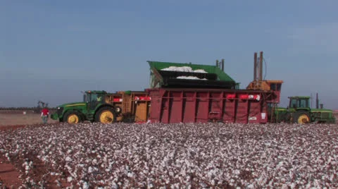 Cotton dumped into module foremer 2 Stock Footage 27146552