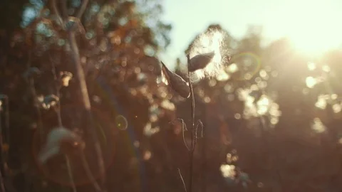 Cotton During Bright Sunset (Dolly Left) Stock Footage 81529933