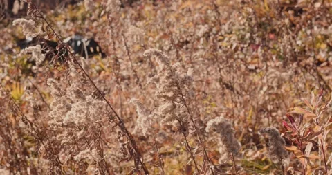 Cotton-esque flowers blowing in wind with trash bag in background Stock Footage 321794437