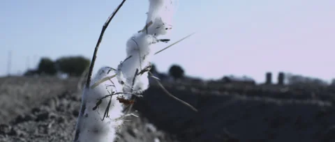 Cotton on a farm Stock Footage 68003977