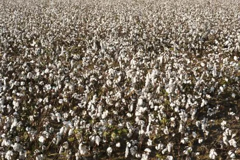 Cotton farm Foto stock