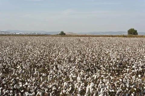 Cotton farm Stock Photos