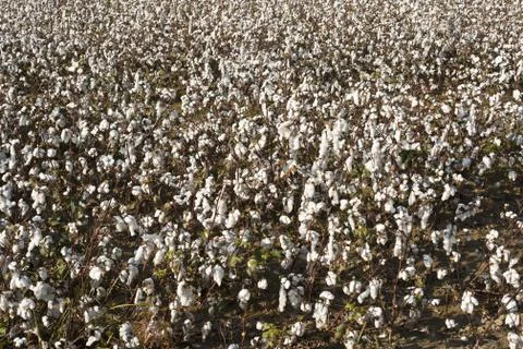Cotton farm Stock Photos