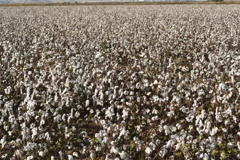 Cotton farm Stock Photos