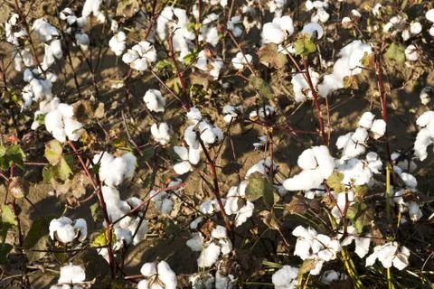 Cotton farm Stock Photos