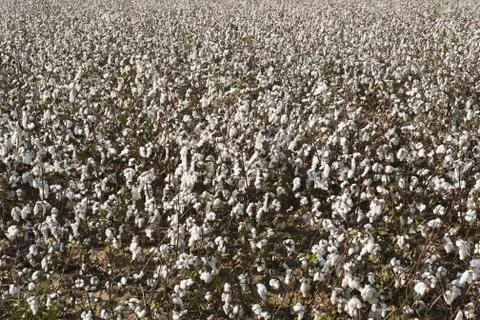 Cotton farm Stock Photos