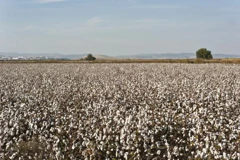 Cotton farm Foto stock