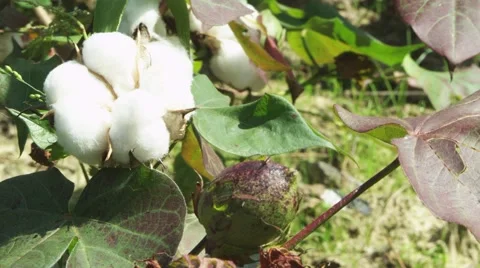 COTTON on the farm ready to be picked Stock Footage 56561065