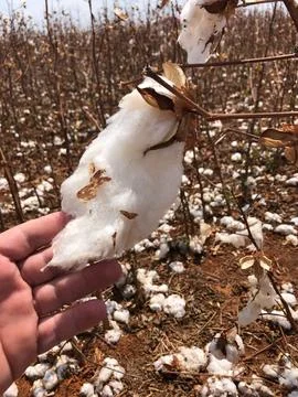 Cotton feather Stock Photos
