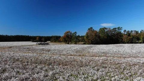 Cotton Field 1 動画素材 119848401
