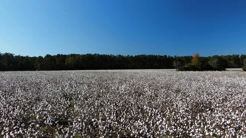 Cotton Field 2 Stock Footage