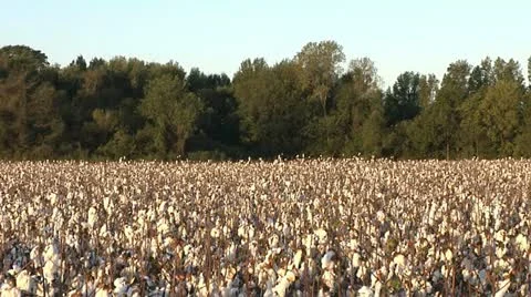 COTTON FIELD 3 Stock Footage 11194559