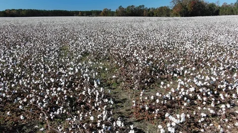 Cotton field 3 動画素材 119849948