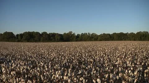 COTTON FIELD 4 Stock Footage 11194755