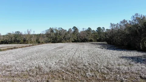 Cotton field 4 動画素材 119849647