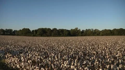 COTTON FIELD 5 Video stock 11194883