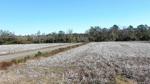 Cotton field 5 動画素材 119849769