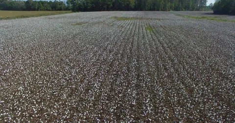Cotton Field Aerial Stock Footage 81277151