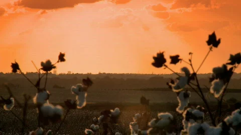 Cotton field after sunset Stockbeeldmateriaal 349880