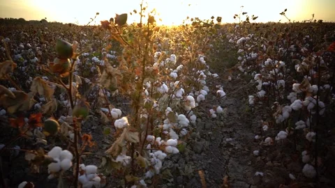 Cotton field background ready to harvest under golden sunset Stock Footage 151545708