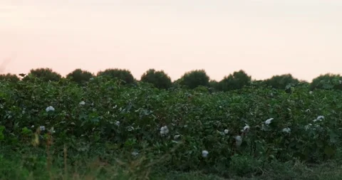 Cotton field background ready for harvest Stock Footage 160129104
