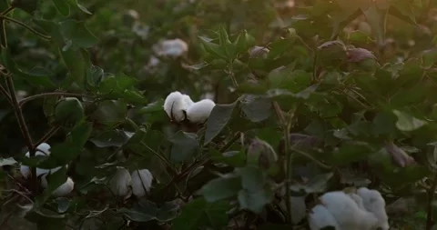 Cotton field background ready for harvest Stock Footage 160129400