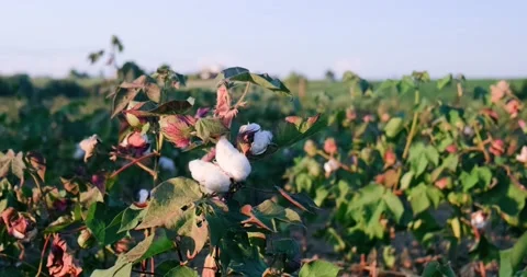 Cotton field background ready for harvest Stock Footage 160129599