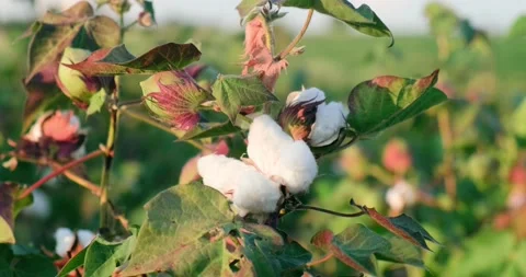 Cotton field background ready for harvest Stock Footage 160147323