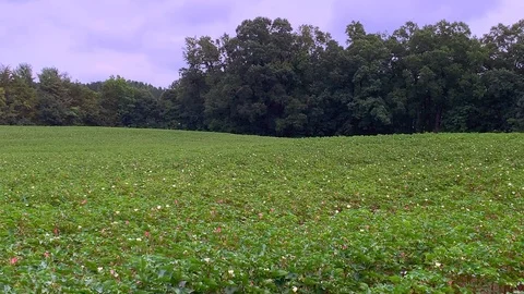 Cotton field in bloom Stock Footage 114637247