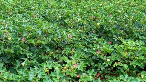Cotton field in bloom Stock Footage 114637286