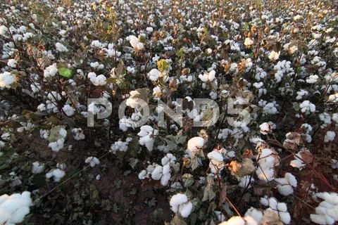 Cotton Field Bloom Stock Photos