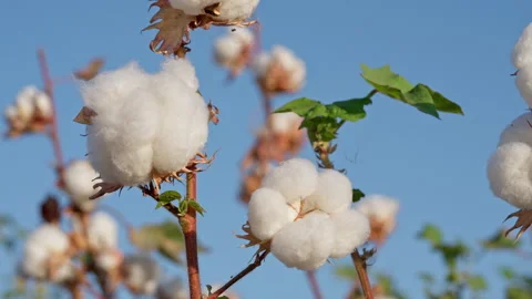 Cotton field , close-up of a box of high-quality cotton against a blue sky Video stock 232574338